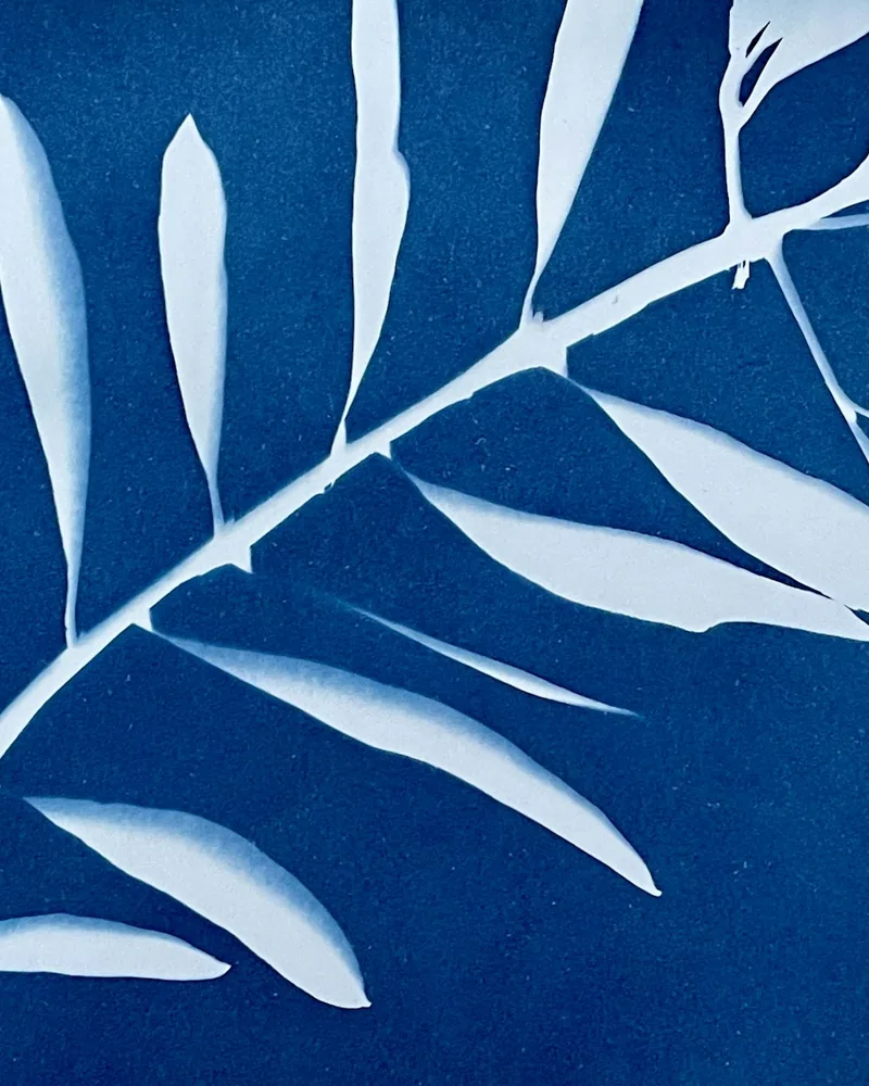 Detalle de una copia en cianotipia con una rama de hojas alargadas en blanco sobre un azul profundo