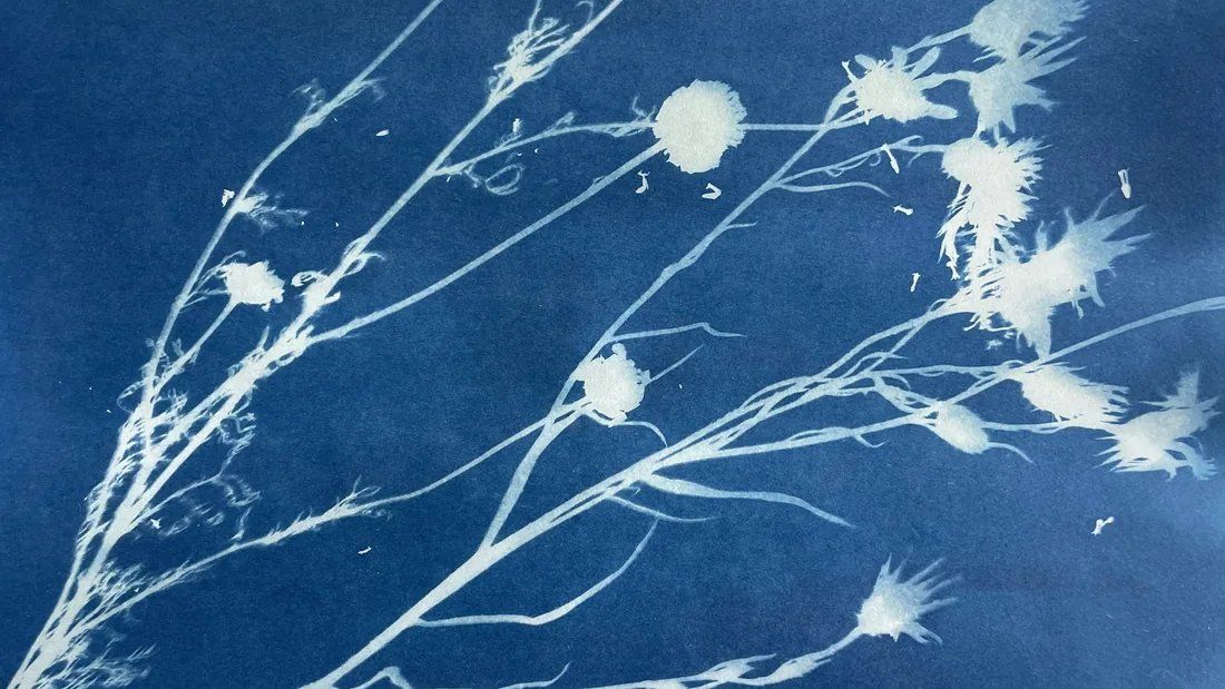 Cianotipia de tallos secos y cabezuelas de flores: siluetas blancas sobre un fondo azul de Prusia con textura de papel